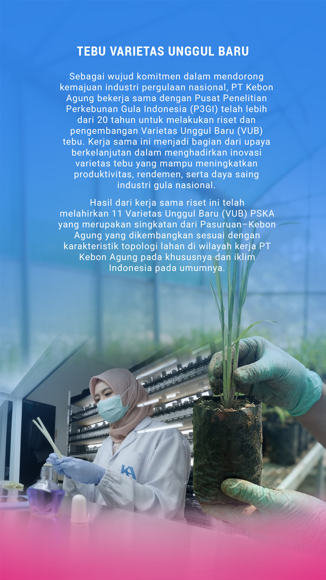 Panel Tebu Varietas Unggul Baru